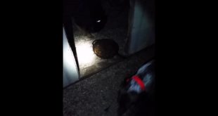 Dog covering food from other dog
