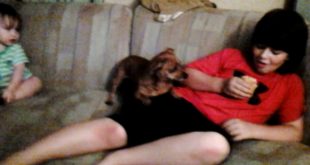 Dog Do Not Eat My Food!!!!