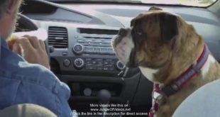 Dog drools over food