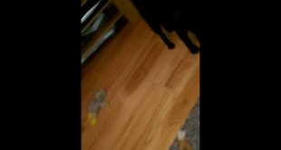 Dog eating dog food so normal