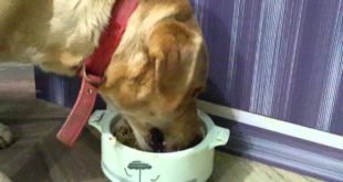 Dog eating food