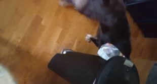 Dog eats nasty food on floor
