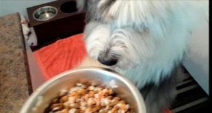 Dog excited for food