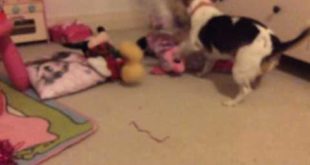 Dog Favourite Food