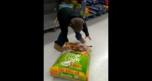 Dog Food Falls on Boy