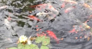 Dog food for koi