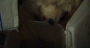 Dog food fountain
