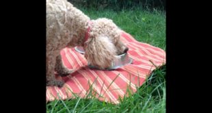 Dog Food Recipe/Homemade Dog Food VS Store Bought