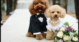 Dog Funny Compilation
