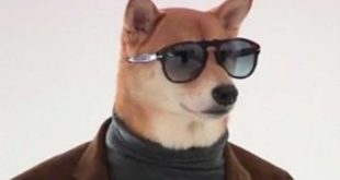 Dog Gets Paid To Model Mens Clothing