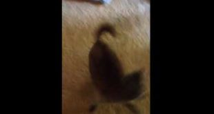 Dog goes crazy for food