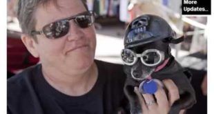 Dog Helmets Set Of Picture Collection And Ideas – Dog Accessories & Products