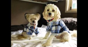 Dog Hoodies, Large Dog Hoodies, Dog Clothing and Accessories, Adidog