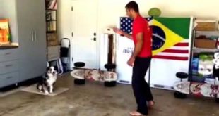 dog house dog training