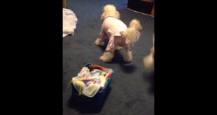 Dog in baby clothes