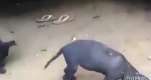 Dog is dancing while having food awesome