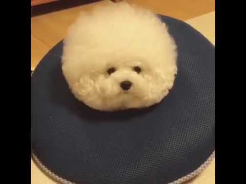 Dog – My house has cotton balls part 2