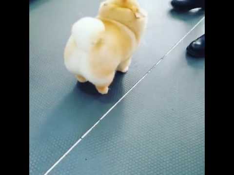 Dog – My house has cotton balls part 3