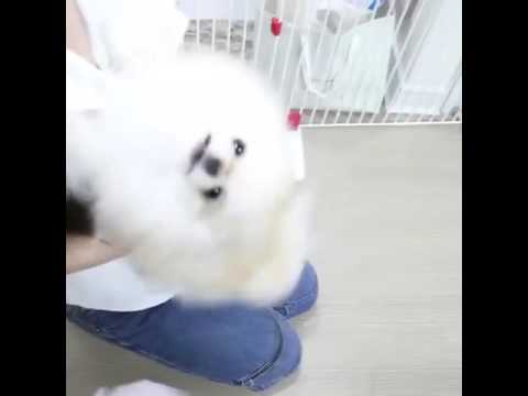 Dog – My house has cotton balls
