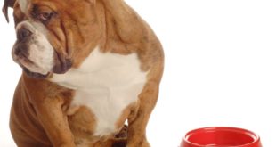 Dog Not Eating? Feeding Picky Eaters: Best Dog Foods  (Baby-Doll Eyez )