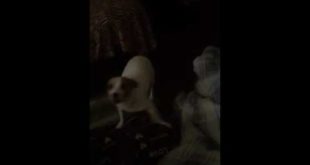 Dog of the house