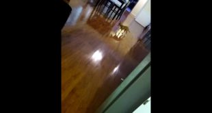 Dog plays with food