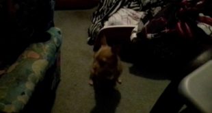 Dog please can I get some food