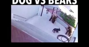 Dog protecting its house from bears