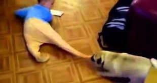 Dog pulls a child from his clothes very funny