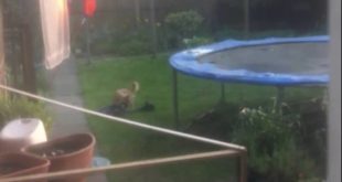 Dog pulls clothes off washing line