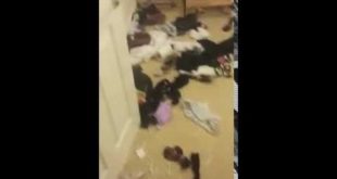 Dog Raids House and Discovers Intimate Toy
