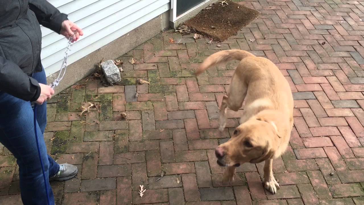 Dog Reacts To Prong Collar and Shock Collar