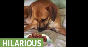 Dog respectfully rejects her dog food