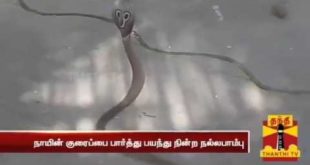 Dog saves family by preventing a poisonous snake from entering their house cam
