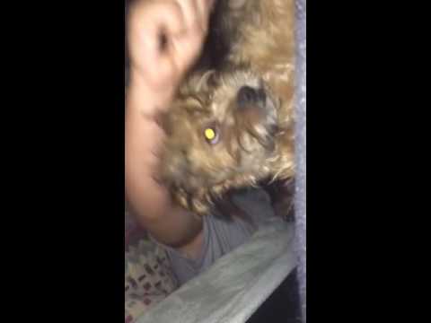Dog saying cool house
