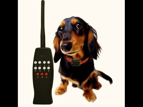 Dog Shock Collar – Intensity Experiment