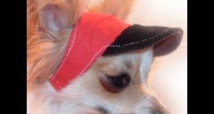 ✂  Dog Sports Clothing (Pt