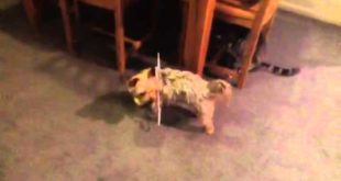 Dog stuck in clothes hanger!