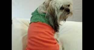 ✂ Dog Summer Clothes: Pattern Free Thunder Shirt For Dogs ♡