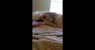 Dog takes off clothes