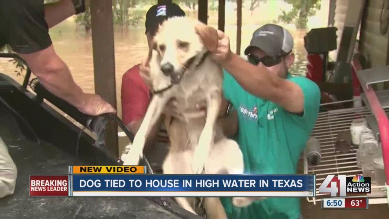 Dog tied to house in high water rescued from Texas flooding