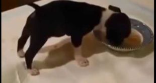 ごはんに集中するあまり・・・ 【Dog to focus on food…】