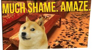 Dog Totally Fucks Up House! ft