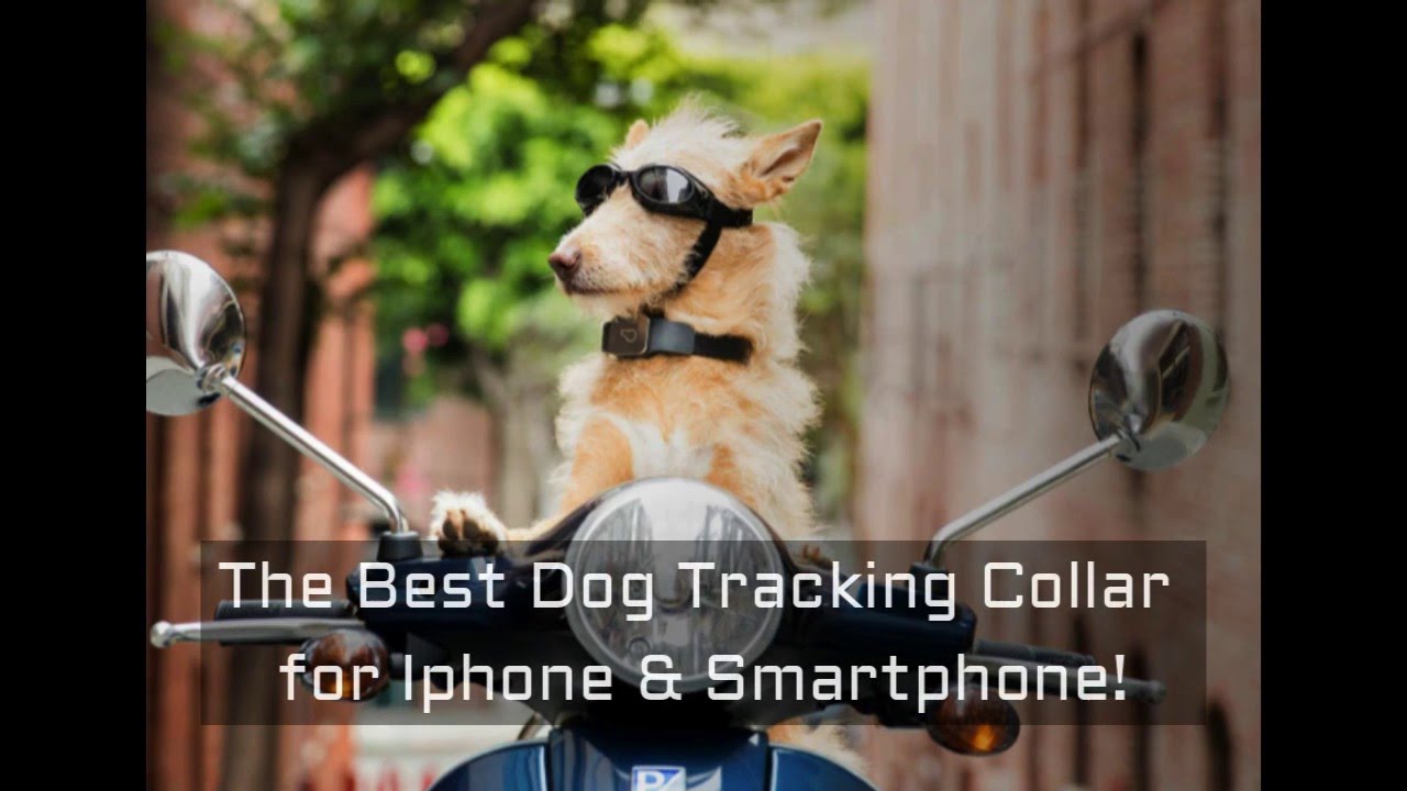 Dog Tracking Collar GPS