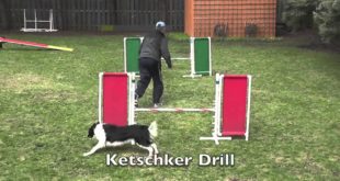 Dog Trainers In Memphis TN