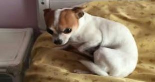Dog Training Chihuahua and Puppies | Cute Funniest Dog Videos