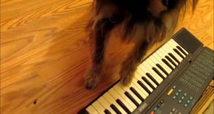 Dog Training: dog playing the piano
