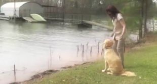 Dog Training: dog training lessons