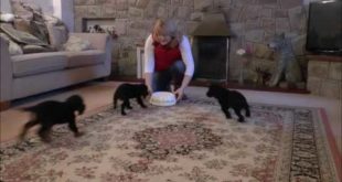 Dog Training- Food Recall with 5wk old Pups