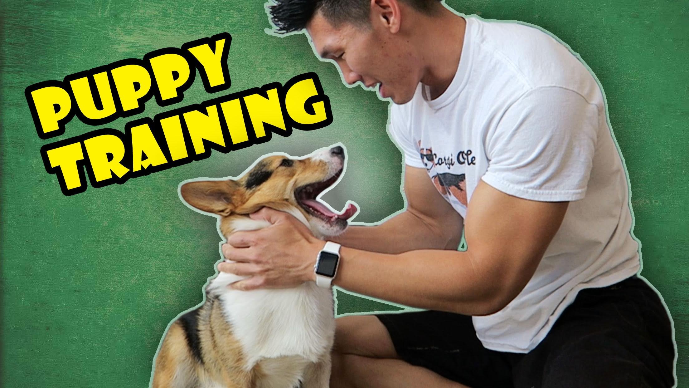 DOG TRAINING W/ CORGI | TIPS & TRICKS FOR PUPPIES – Life After College: Ep